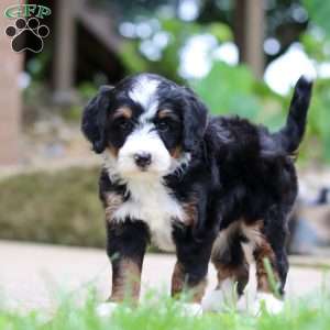 Sprite, Mini Bernedoodle Puppy